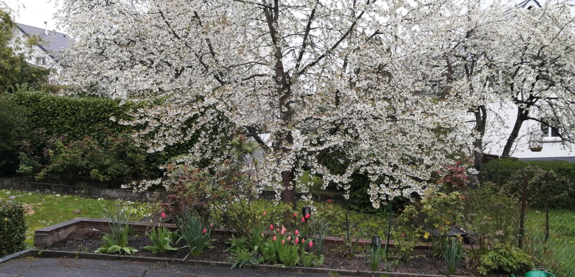 Superbe Maison 3 Chambres 1 Etage Et Sous-Sol, Avec Jardin Et Terrasse アルトキルシュ エクステリア 写真